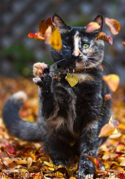 Кот осень