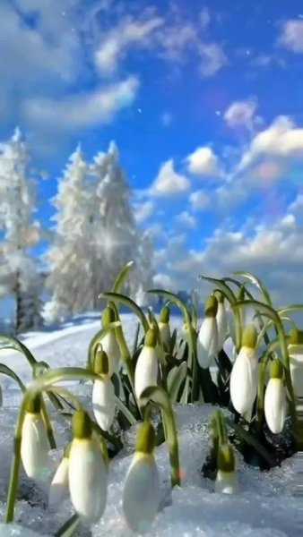 Ранняя Весна