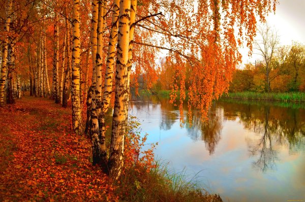 Золотая осень природа река