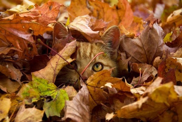 Кот осень