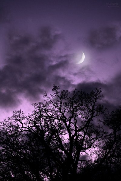 Сиреневая Луна Эстетика