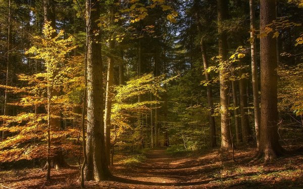 Осенний Сосновый лес