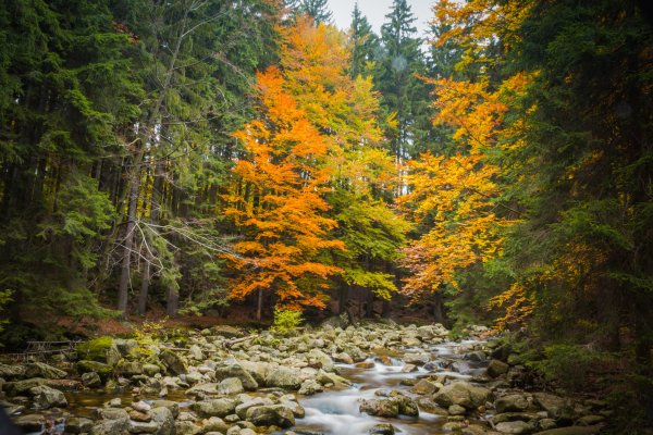 Хвойно-широколиственные леса дальнего Востока