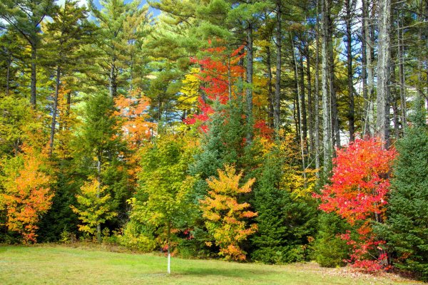Широколиственный лес листопад