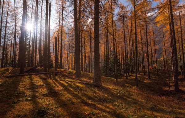 Осенний Сосновый лес