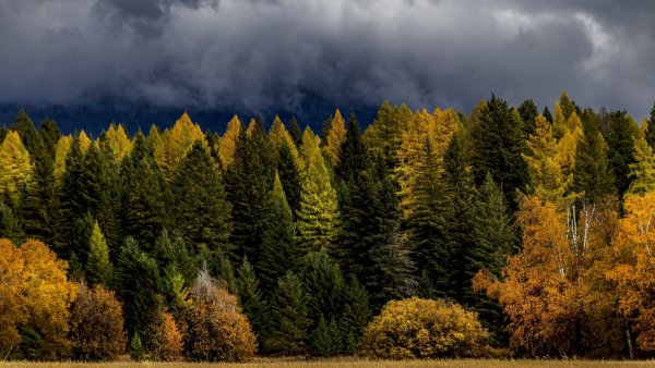 Хвойные Лесные массивы