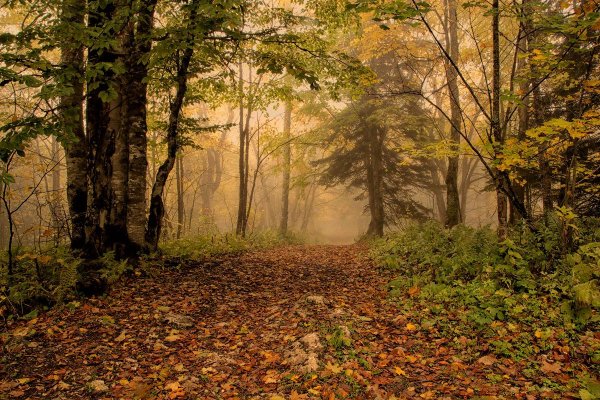 Лесов Таинственная сень