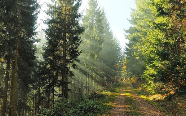 Лесные тропы осенью хвойный