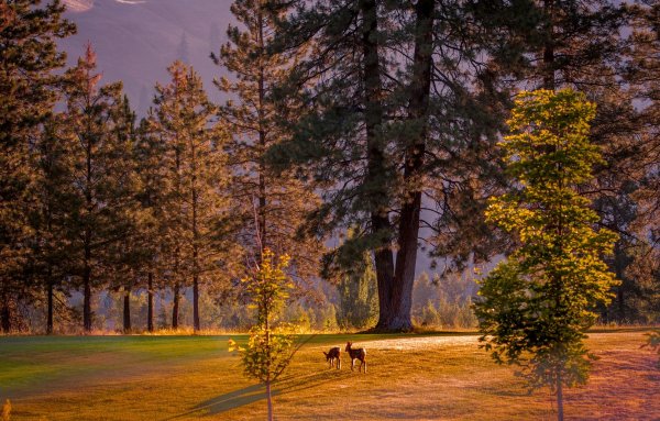 Осень в хвойном лесу