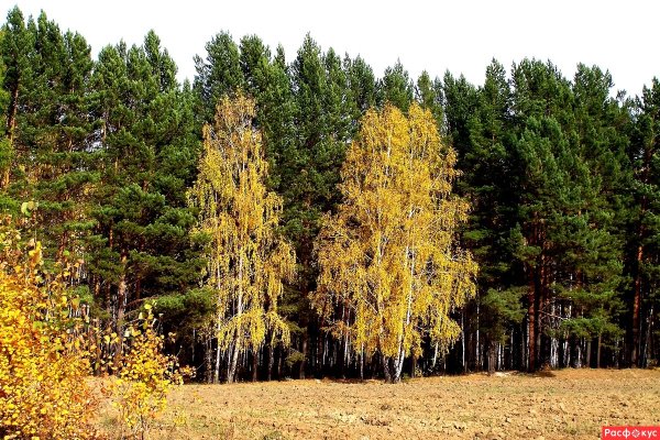 Смешанный лес сосны и березы