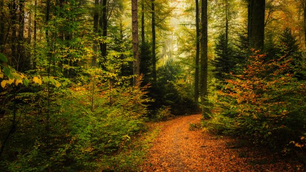 Осенний лес