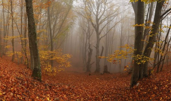 Пасмурный осенний день