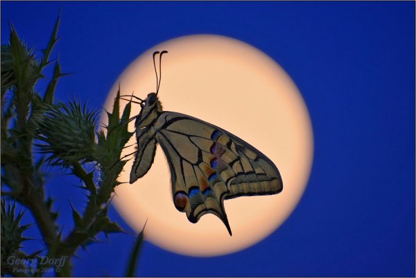 Мотылек Луна