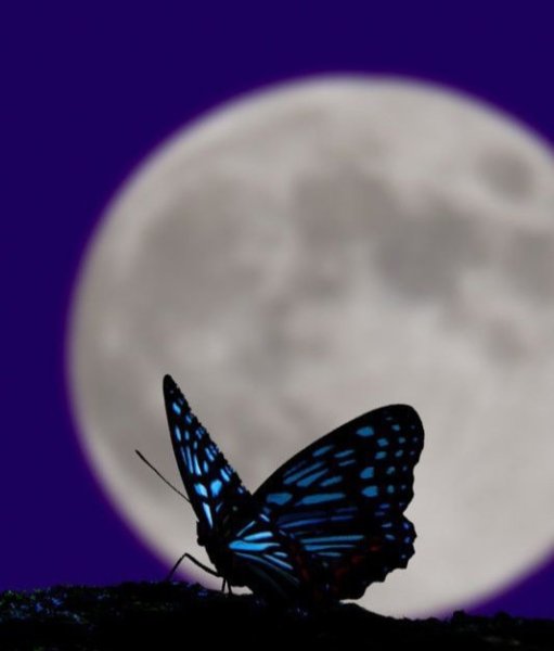 Бабочки Луга