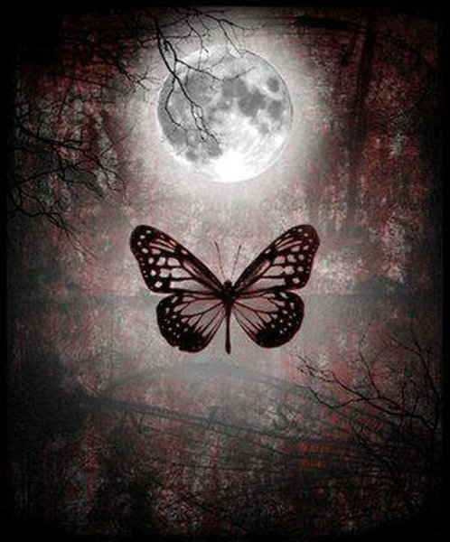 Бабочка Луна
