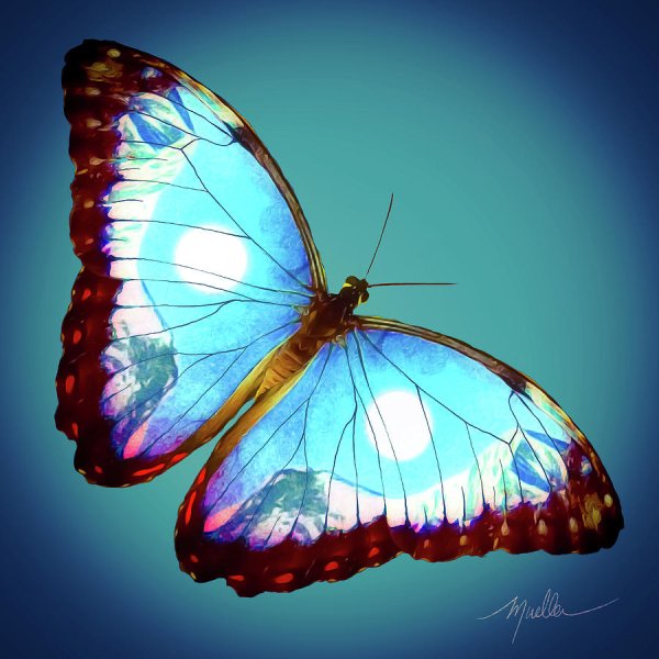 Лина бабочка