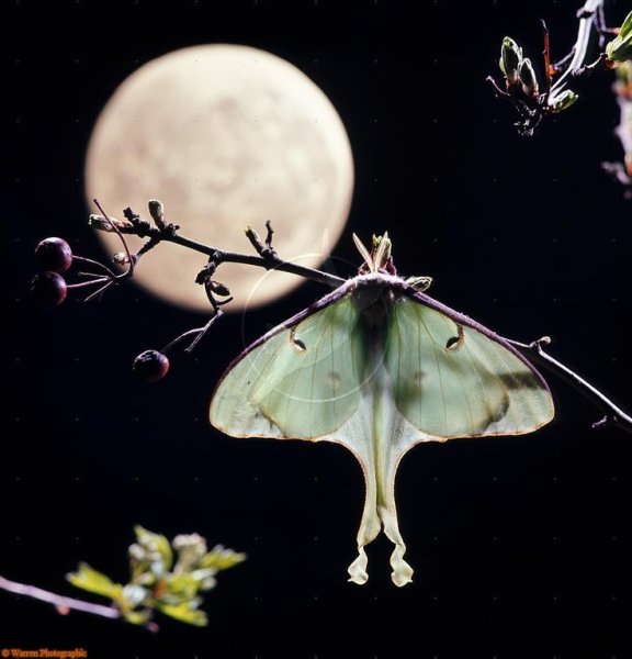Лунный мотылек