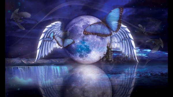 Бабочки и Луна доброй ночи