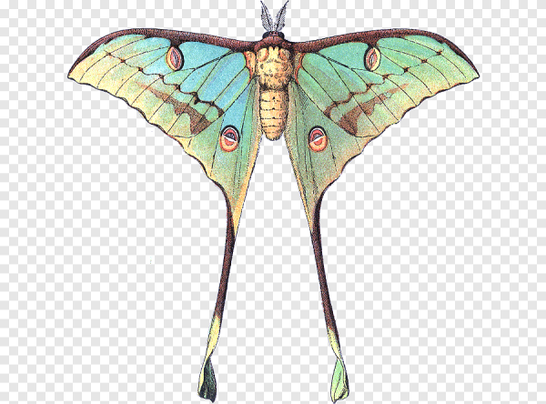 Селена Сатурния бабочка