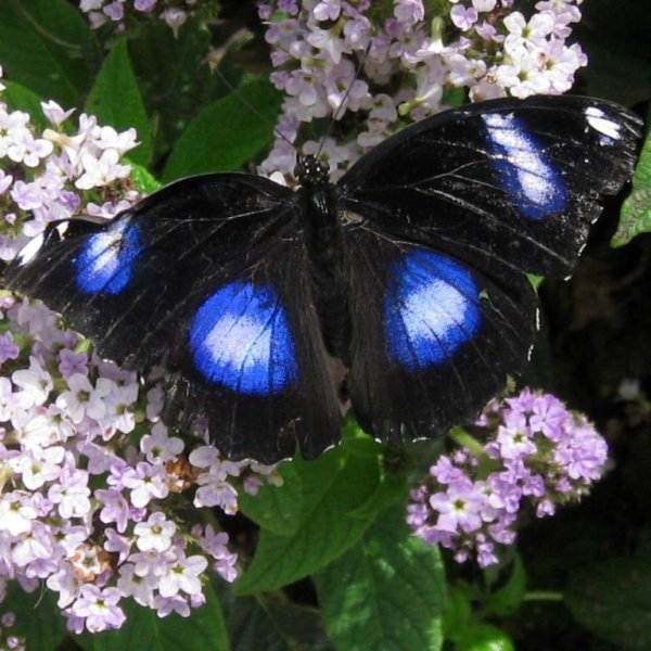 Бабочка Луна