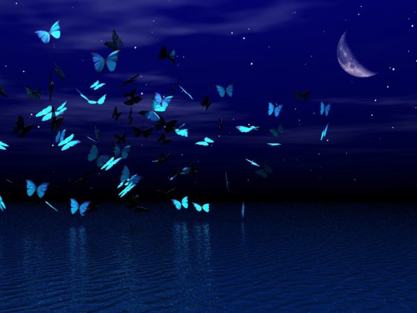 Ночное небо с бабочками