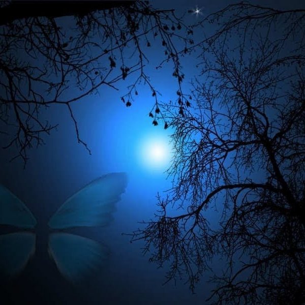 Мотыльки ночью