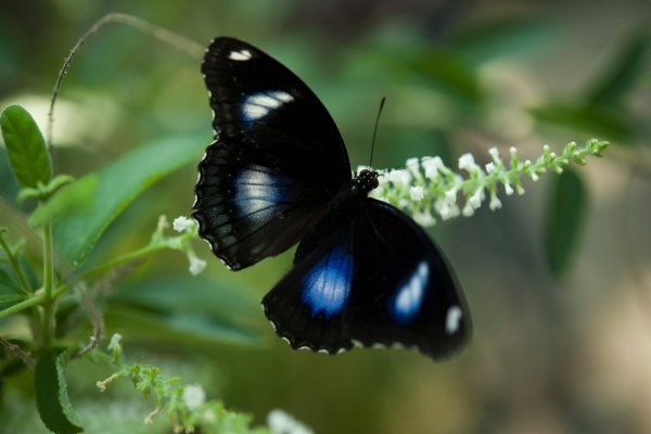 Гиполимнас Болина бабочка