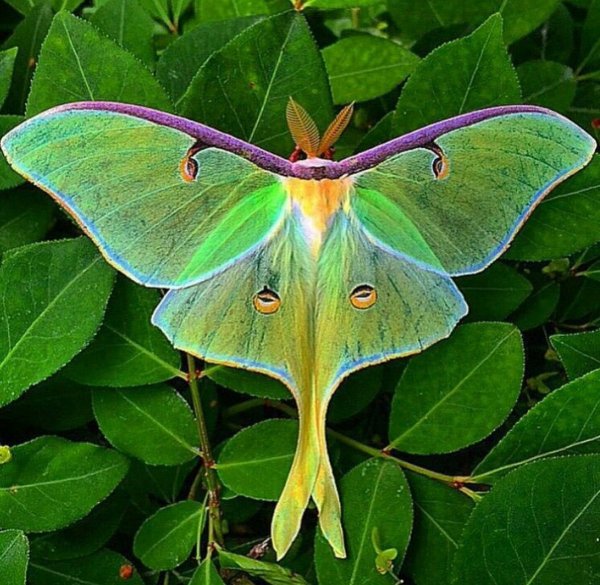 Сатурния цекропия бабочка