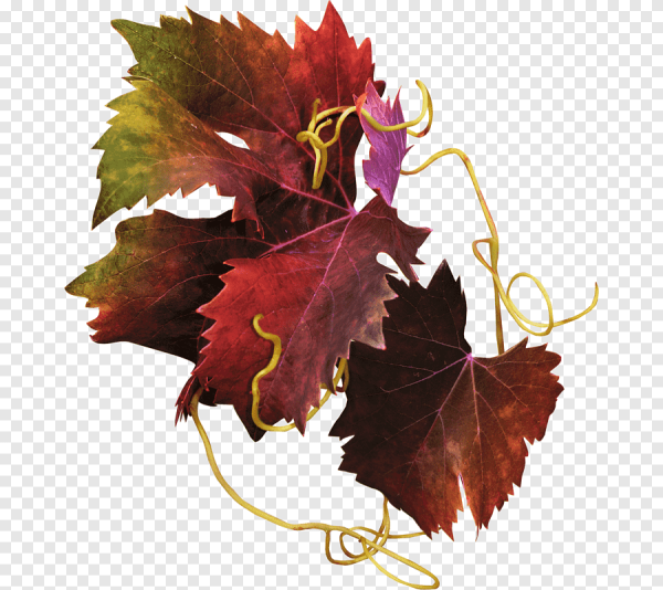 Красные листья винограда