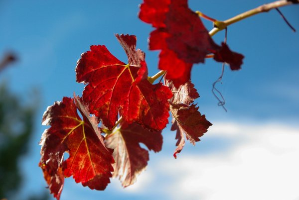 Лоза винограда фото