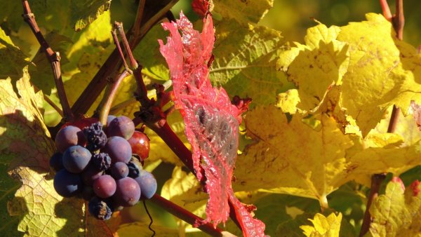 Осенний виноград