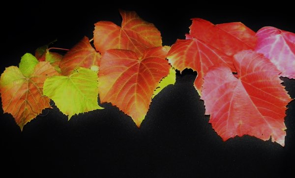 Осенние виноградные листья