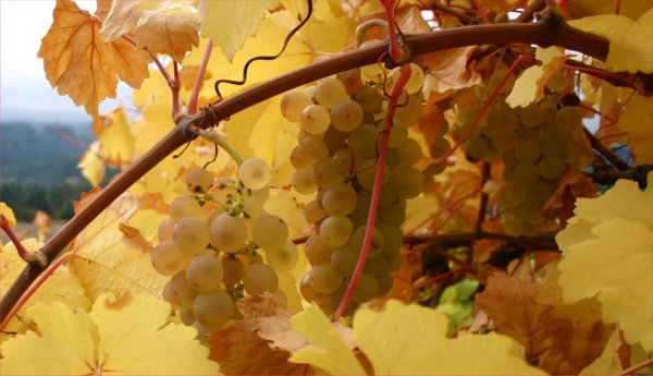 Ркацители виноград