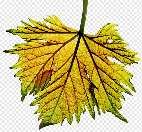 Виноградный лист