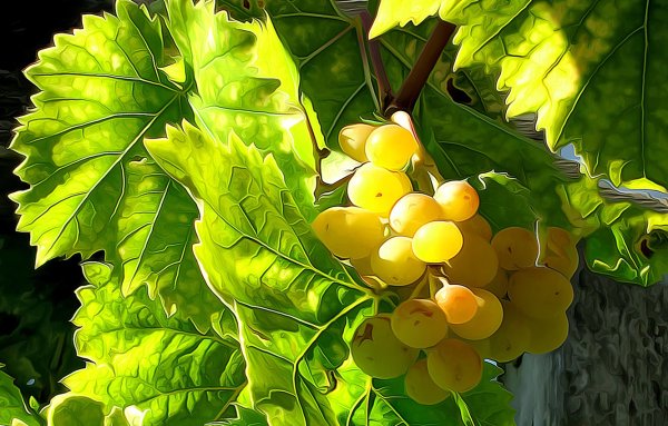 Лист винограда