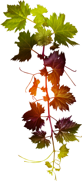 Девичий виноград лоза