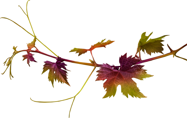 Листья винограда на прозрачном фоне