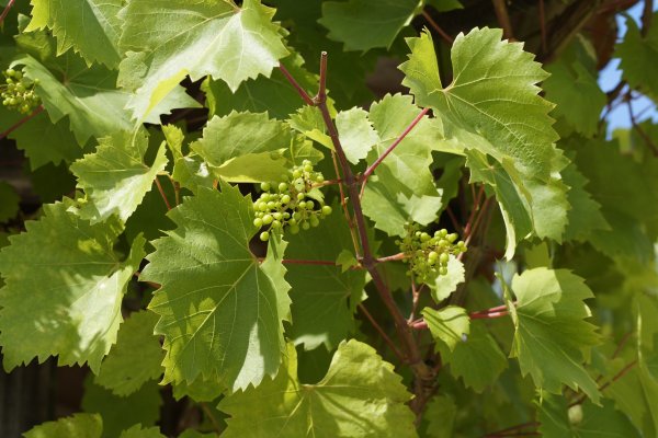 Vitis Bianca