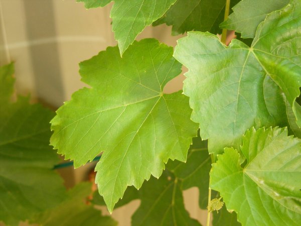 Самые красивые виноградные листья