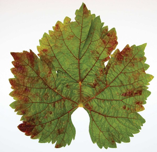 Бурая пятнистость винограда