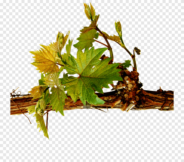 Листья винограда прозрачные