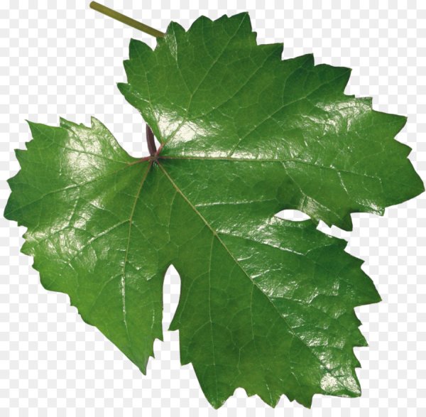 Лист лозы винограда