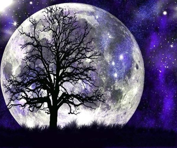 Красивая Луна и деревья