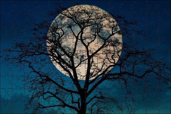 Луна сквозь деревья