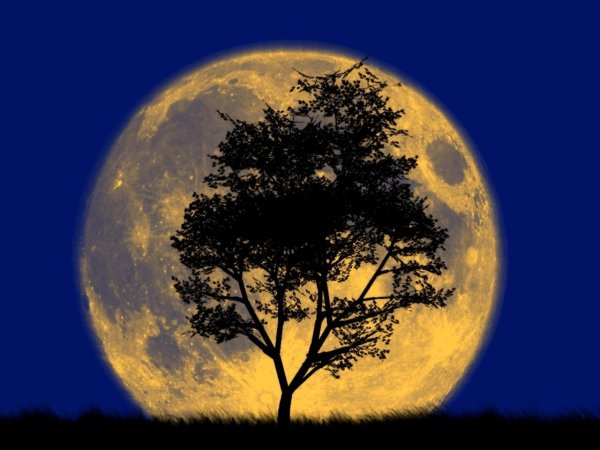Дерево на фоне Луны