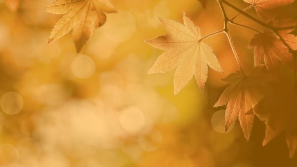 Красивый осенний фон