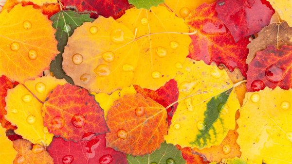 Разноцветные листья