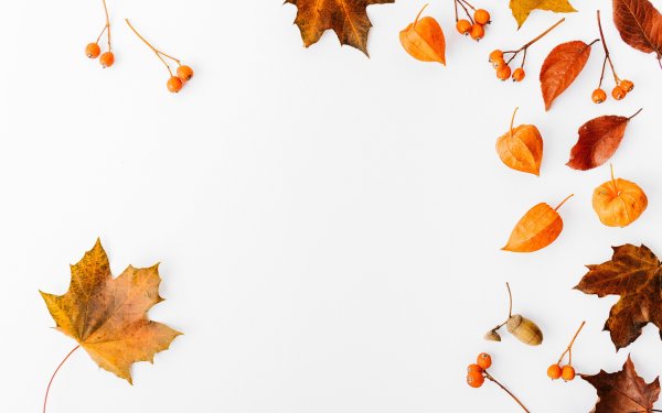 Листья на белом фоне