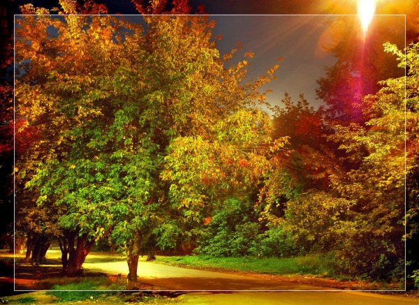 Осенние деревья вечером