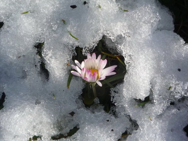 Зимой снег растает